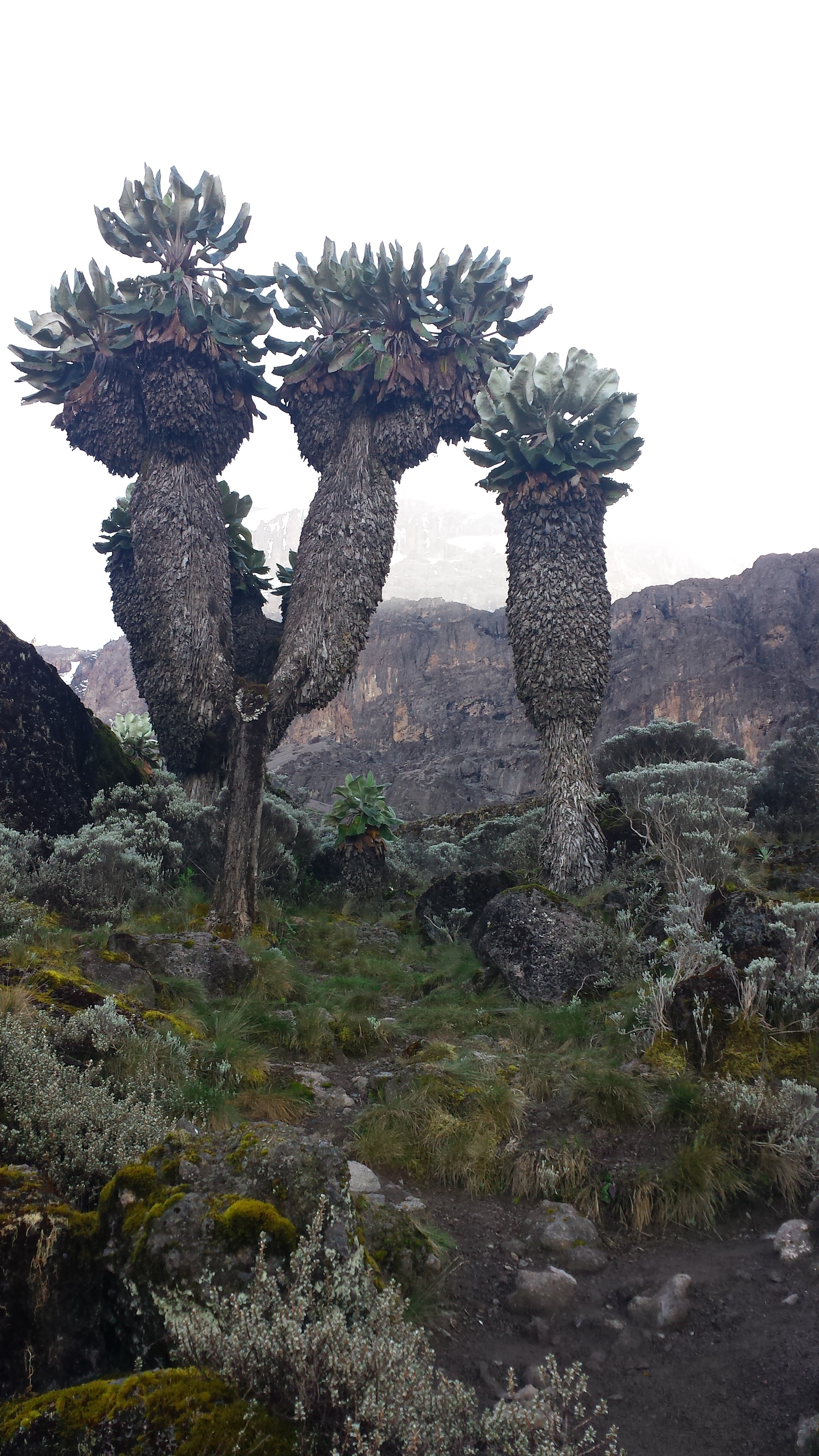 Kikelewa to Mawenzi Tarn